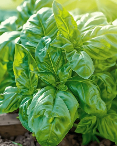 Graines de basilic Napolitano Lettuce Leaved (Ocimum basilicum) – légume annuel