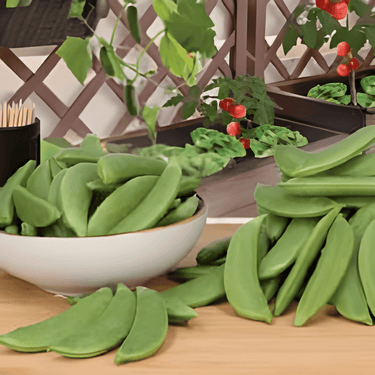 Graines de pois mange-tout Delikett (Pisum sativum) – légume annuel