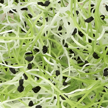Graines de poireau Sprouting (Allium porrum) – graines germées bio annuelles