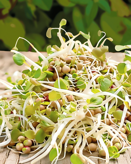 Salad Mix Sprouting Seeds Organic Lactuca Sativa Annual