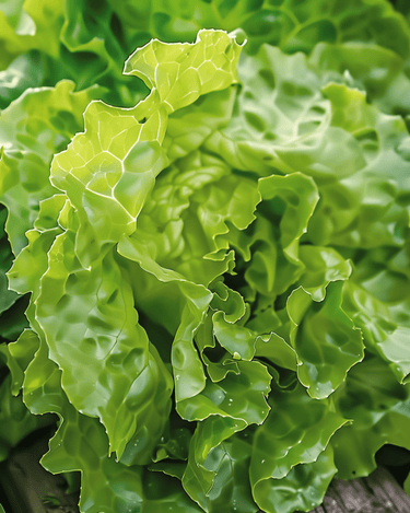 Sla Neckarreuzen Summer Diamond Pelleted zaden (Lactuca sativa) – eenjarige groente