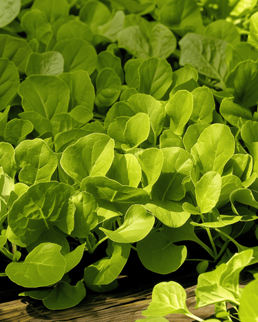 Leaf Chicory Zuccherina Di Trieste seeds (Cichorium intybus) – annual vegetable