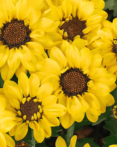 Graines de chrysanthème des moissons Eldorado (Chrysanthemum segetum) – fleur annuelle