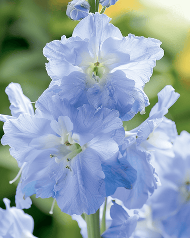 Ridderspoor Summer Blues zaden (Delphinium grandiflorum) – eenjarig