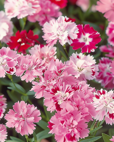 Graines de Sweet William Wee Willie Mixed (Dianthus barbatus) – mélange annuel