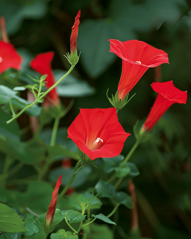 Graines de Cardinal Climber Red (Ipomoea quamoclit) – plante grimpante annuelle