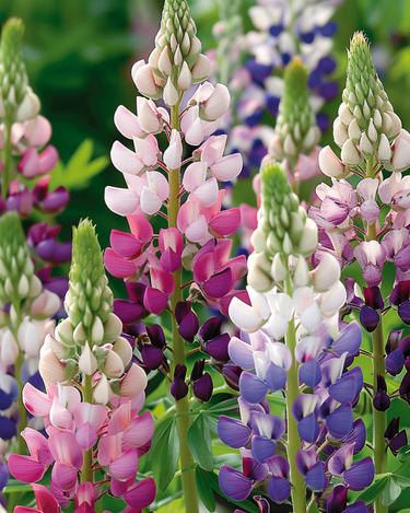 Lupin Pixie Delight zaden (Lupinus nanus) – eenjarige bloem