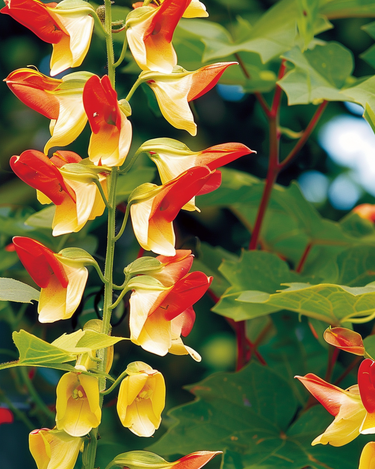 Graines d'ipomée drapeau espagnol (Ipomoea lobata) – plante grimpante annuelle