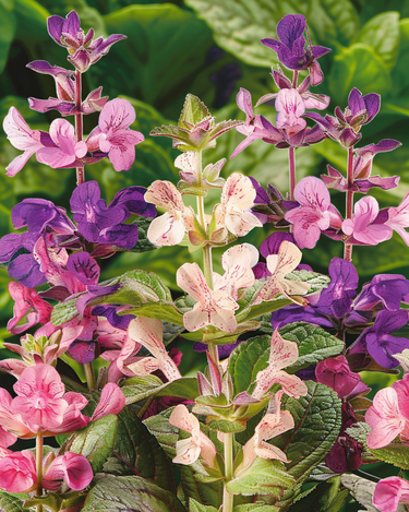 Clary Cut Mix zaden (Salvia horminum) – eenjarige bloem