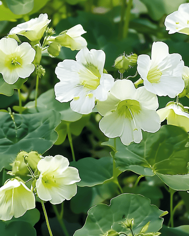 Nasturtium Milkmaid zaden (Tropaeolum majus) – eenjarig