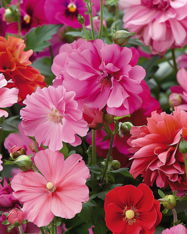 Zomerbloemen Mengsel Zaden Roze Rood Eenjarig 20 80 Cm