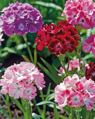 Zaden van duizendschoon Double Mix (Dianthus barbatus) – tweejarige bloem
