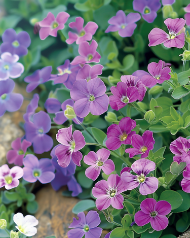 Graines d'Arabette des Alpes Purple Mix (Aubrieta hybrida) – légume vivace