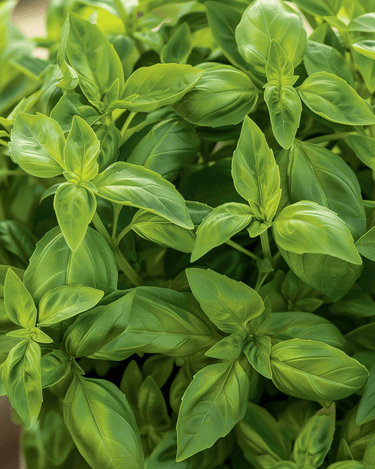 Graines de Pot Basil Bascuro Dark Green (Ocimum basilicum) – herbe aromatique annuelle