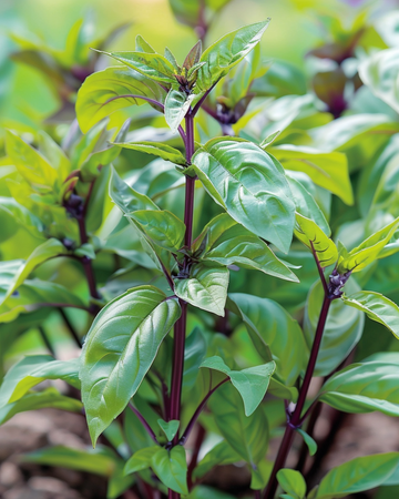 Sweet Basil Siam Queen seeds (Ocimum basilicum) – annual herb