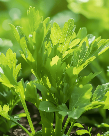 Graines de livèche Soup (Levisticum officinale) – herbe aromatique vivace