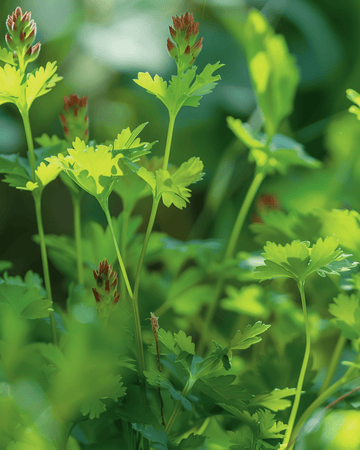 Salad Burnet seeds (Sanguisorba minor) – perennial herb