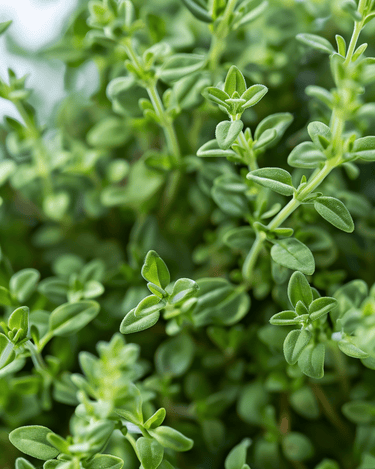 Duitse winterthijm vorstbestendig zaden (Thymus vulgaris) – meerjarig kruid