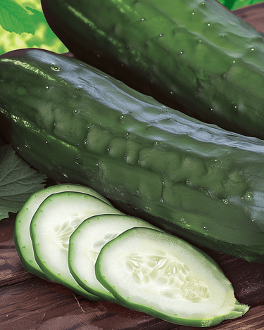 Graines de concombre Johanna Slicing (Cucumis sativus) – légume annuel