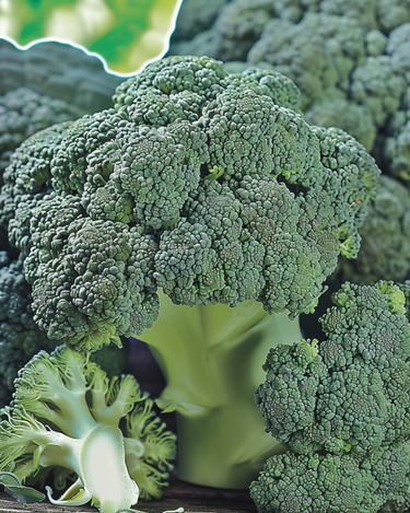 Broccoli Marathon F1 zaden (Brassica oleracea) – eenjarige groente