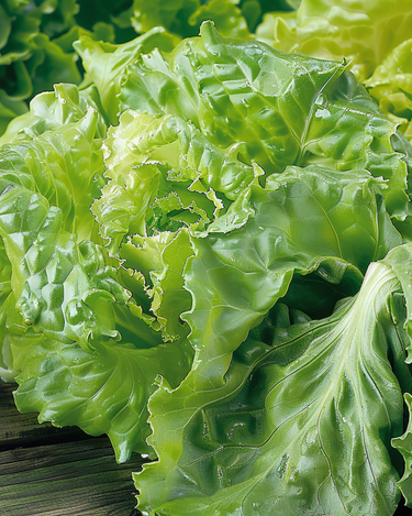Sla Batavia Blonde De Paris zaden (Lactuca sativa) – eenjarige groente