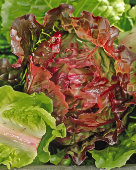 Rode Ijsbergsla Zaden Rouge Grenobloise Lactuca Sativa Eenjarig