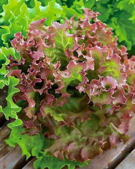 Lollo Rossa slazaden Lactuca Sativa eenjarig roodblad