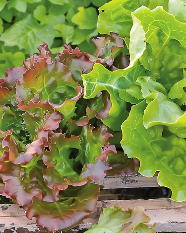 Graines de laitue à couper Amerikaanse Roodrand (Lactuca sativa) – légume annuel