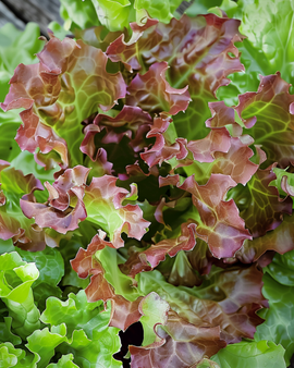 Graines de laitue à couper Red Salad Bowl Lactuca Sativa annuel