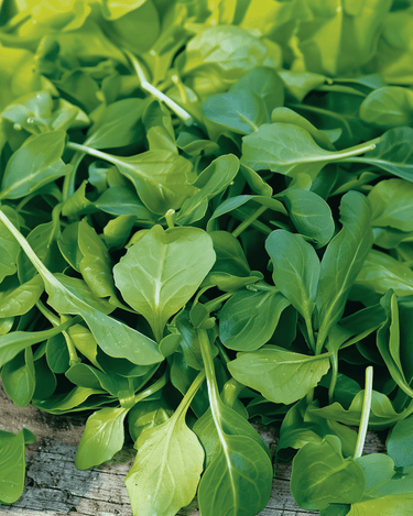 Veldsla Verte A Coeur Plein 2 zaden (Valerianella locusta) – eenjarige groentezaden