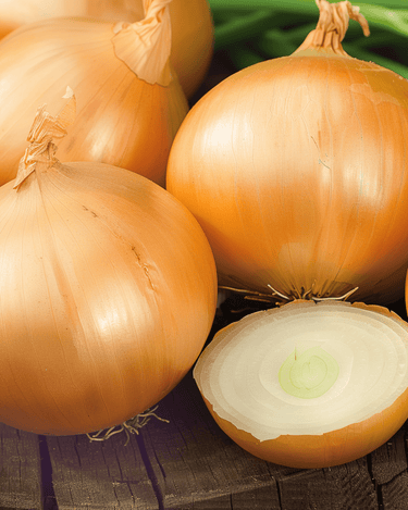 Onion Rijnsburger 5 Storage seeds (Allium cepa) – annual vegetable