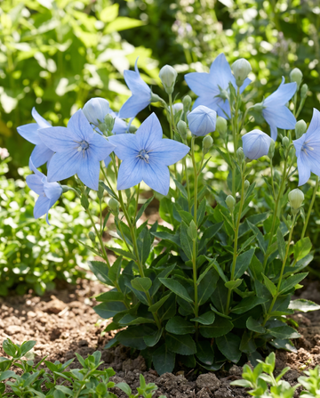 Balloon seeds (Platycodon grandiflorus) – perennial flower