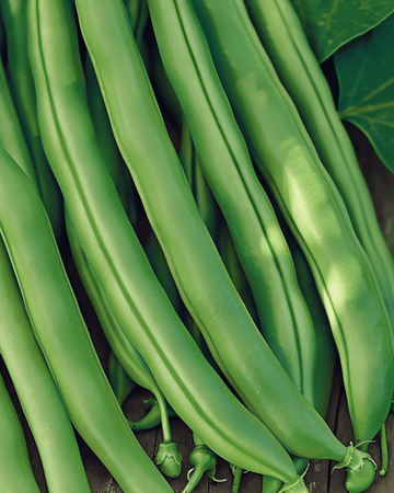 Bush Beans Kylian 50g seeds (Phaseolus vulgaris) – annual vegetable