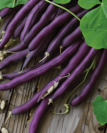 Stamslaboon Purple Queen zaden (Phaseolus vulgaris) – eenjarige groente