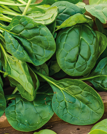 Graines d'épinard Bazaroet (Spinacia oleracea) – légume annuel