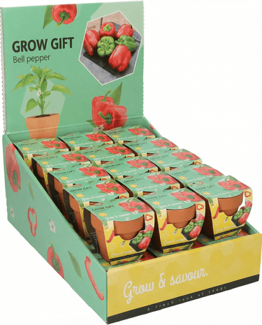 Bell Pepper Terracotta Pot seeds (Capsicum annuum) – grow kit