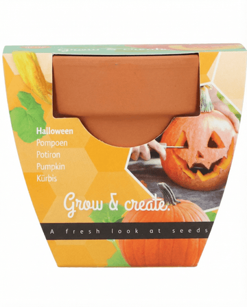 Halloween Pumpkin seeds (Cucurbita pepo) – grow kit