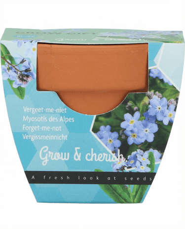 Forget Me Not seeds (Myosotis alpestris) – grow kit