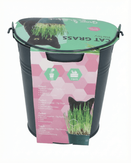 Herbe à chat graines Hordeum Vulgare orge kit seau intérieur