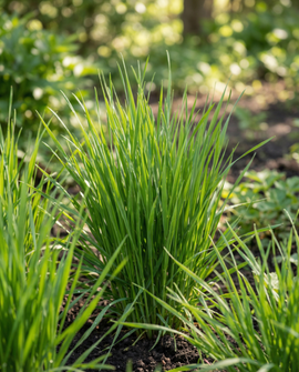 Herbe à chat graines Hordeum Vulgare herbe d'orge kit
