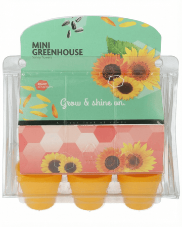 Sunflower Mini Greenhouse Pot seeds (Helianthus annuus) – grow kit