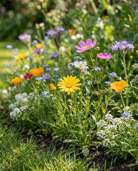 Flowers For Bees Seeds Annual Mix 50m2 Coverage Low Growing