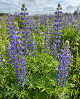 Blauwe Lupine Zaden Lupinus Angustifolius Eenjarig Groenbemester 100g
