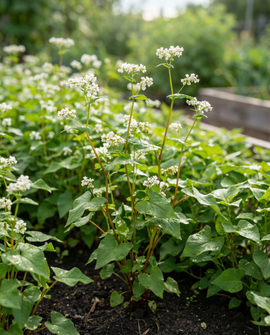 Buckwheat Seeds Fagopyrum Esculentum Annual Green Manure 150g