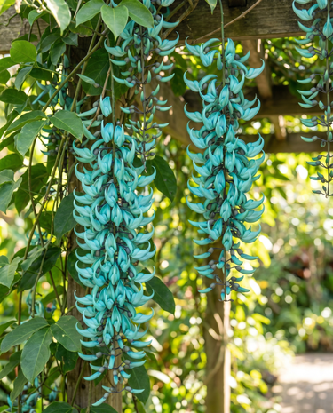 Graines de liane de jade turquoise (Strongylodon macrobotrys) – plante grimpante
