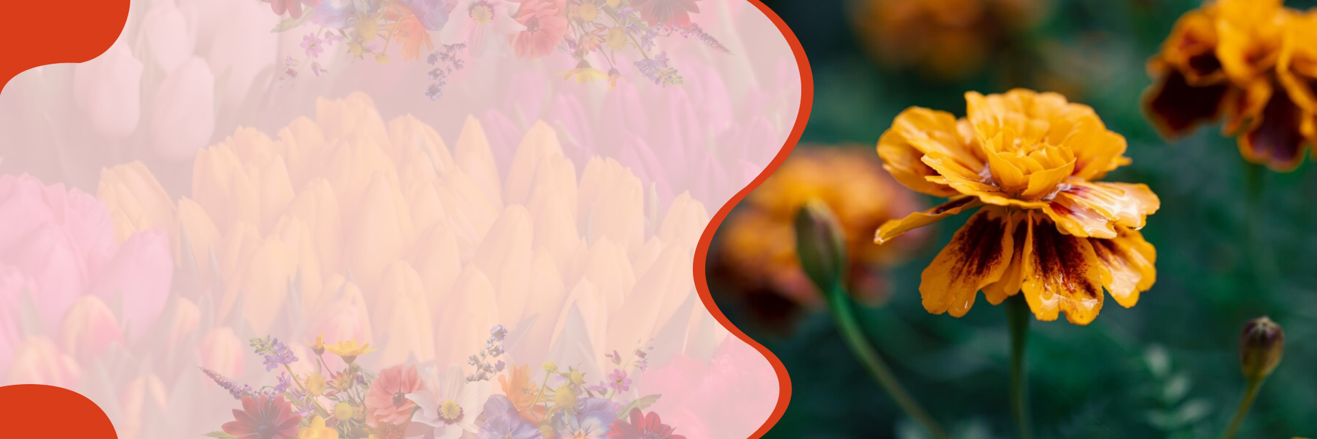 Flower – banner at SeedsChoice
