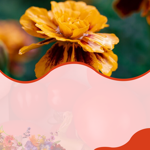 Flowers – SeedsChoice