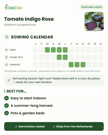 Zaaikalender voor Tomato Indigo Rose in een gematigd Europees klimaat: zaaien maart t/m juni, uitplanten mei t/m juni, oogst juli t/m september; zaden blijven goed bewaarbaar tot het volgende zaaiseizoen