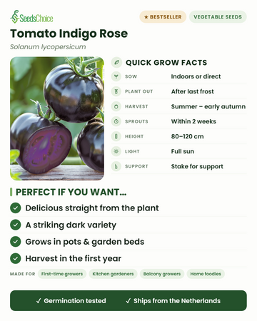 Tomaat Indigo Rose snelle kweekfeiten: binnen voorzaaien of direct zaaien in het voorjaar, uitplanten na de laatste vorst, oogst van zomer tot vroeg najaar, hoogte 80-120 cm met stok, volle zon — een opvallend donker tomatenras