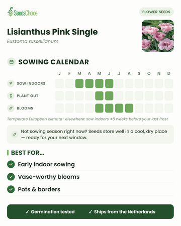 Calendrier de semis pour le Lisianthus Pink Single dans un climat européen tempéré : semis en intérieur de mars à juin, repiquage de mai à juin, floraison de mai à août ; les graines se conservent bien jusqu'à la prochaine saison de semis